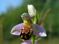 Ophrys apifera 100, Bijenorchis, Saxifraga-Ed Stikvoort