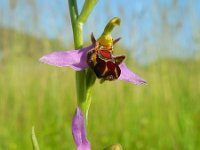 Ophrys apifera 103, Bijenorchis, Saxifraga-Ed Stikvoort