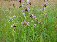 Ophrys apifera 109, Bijenorchis, Saxifraga-Ed Stikvoort
