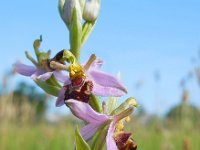 Ophrys apifera 110, Bijenorchis, Saxifraga-Ed Stikvoort