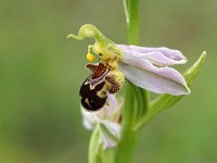 Ophrys apifera 112, Bijenorchis, Saxifraga-Hans Dekker