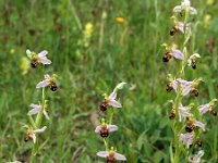 Ophrys apifera 113, Bijenorchis, Saxifraga-Hans Dekker