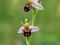 Ophrys apifera 114, Bijenorchis, Saxifraga-Hans Dekker