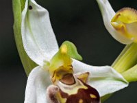 Ophrys apifera 115, Bijenorchis, Saxifraga-Hans Dekker
