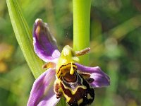 Ophrys apifera 116, Bijenorchis, Saxifraga-Hans Dekker