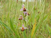 Ophrys apifera 118, Bijenorchis, Saxifraga-Ed Stikvoort