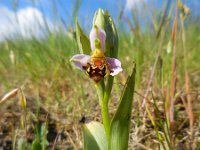 Ophrys apifera 120, Bijenorchis, Saxifraga-Ed Stikvoort