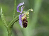 Ophrys apifera 124, Bijenorchis, Saxifraga-Mark Zekhuis