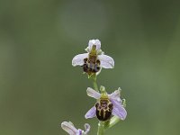 Ophrys apifera 125, Bijenorchis, Saxifraga-Mark Zekhuis