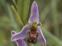 Ophrys apifera 127, Bijenorchis, Saxifraga-Willem van Kruijsbergen
