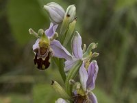 Ophrys apifera 128, Bijenorchis, Saxifraga-Willem van Kruijsbergen