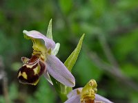 Ophrys apifera 129, Bijenorchis, Saxifraga-Harry Jans