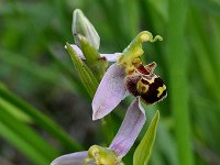 Ophrys apifera 130, Bijenorchis, Saxifraga-Harry Jans