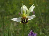 Ophrys apifera 20, Bijenorchis, Saxifraga-Kees Laarhoven