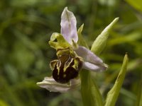 Ophrys apifera 21, Bijenorchis, Saxifraga-Marijke Verhagen