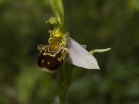 Ophrys apifera 22, Bijenorchis, Saxifraga-Jan van der Straaten