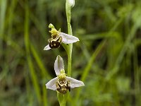 Ophrys apifera 23, Bijenorchis, Saxifraga-Marijke Verhagen