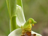 Ophrys apifera 25, Bijenorchis, Saxifraga-Hans Dekker
