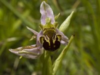 Ophrys apifera 26, Bijenorchis, Saxifraga-Marijke Verhagen