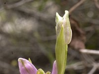 Ophrys apifera : Gebied, Israel, Ophrys, Orchid, www.Saxifraga.nl