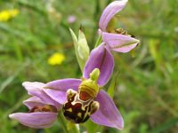 Ophrys apifera 29, Bijenorchis, Saxifraga-Kees Laarhoven : voorjaar 2010