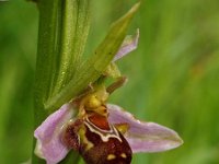 Ophrys apifera 3, Bijenorchis, Saxifraga-Hans Dekker