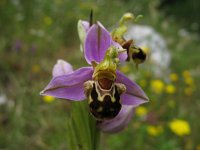 Ophrys apifera 30, Bijenorchis, Saxifraga-Kees Laarhoven : voorjaar 2010