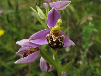Ophrys apifera 31, Bijenorchis, Saxifraga-Kees Laarhoven : voorjaar 2010
