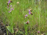 Ophrys apifera 32, Bijenorchis, Saxifraga-Kees Laarhoven : voorjaar 2010