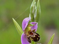 Ophrys apifera 33, Bijenorchis, Saxifraga-Jeroen Willemsen
