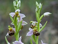 Ophrys apifera 35, Bijenorchis, Saxifraga-Jeroen Willemsen