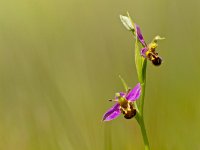 Ophrys apifera 39, Bijenorchis, Saxifraga-Rudmer Zwerver
