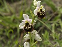 Ophrys apifera 4, Bijenorchis, Saxifraga-Jan van der Straaten