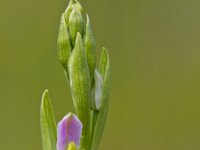 Ophrys apifera 40, Bijenorchis, Saxifraga-Rudmer Zwerver