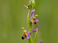 Ophrys apifera 41, Bijenorchis, Saxifraga-Rudmer Zwerver