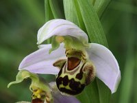 Ophrys apifera 42, Bijenorchis, Saxifraga-Rutger Barendse