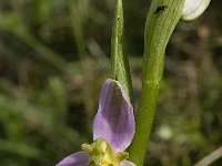 Ophrys apifera 43, Bijenorchis, Saxifraga-Willem van Kruijsbergen