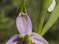 Ophrys apifera 44, Bijenorchis, Saxifraga-Willem van Kruijsbergen