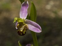 Ophrys apifera 45, Bijenorchis, Saxifraga-Jan van der Straaten