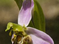 Ophrys apifera 46, Bijenorchis, Saxifraga-Jan van der Straaten