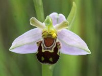 Ophrys apifera 47, Bijenorchis, Saxifraga-Peter Meininger