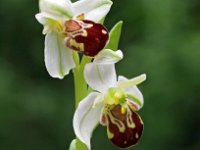 Ophrys apifera 49, Bijenorchis, Saxifraga-Hans Dekker