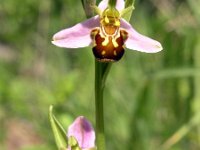 Ophrys apifera 5, Bijenorchis, Saxifraga-Hans Dekker