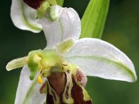 Ophrys apifera 50, Bijenorchis, Saxifraga-Hans Dekker