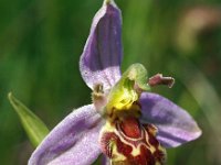 Ophrys apifera 52, Bijenorchis, Saxifraga-Hans Dekker