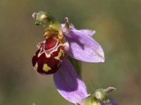 Ophrys apifera 53, Bijenorchis, Saxifraga-Hans Dekker