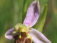 Ophrys apifera 56, Bijenorchis, Saxifraga-Hans Dekker