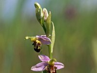 Ophrys apifera 57, Bijenorchis, Saxifraga-Hans Dekker