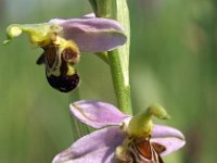 Ophrys apifera 58, Bijenorchis, Saxifraga-Hans Dekker