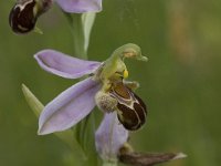 Ophrys apifera 67, Bijenorchis, Saxifraga-Willem van Kruijsbergen